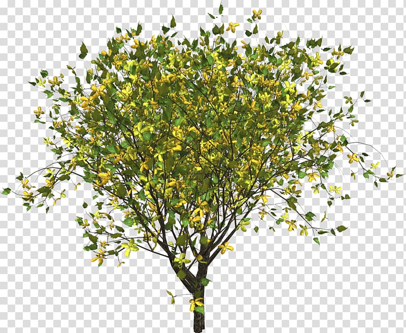 Twig Branch Tree Yellow, tree transparent background PNG clipart