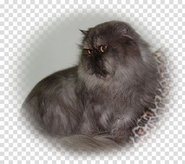 Persian cat Asian Semi-longhair Domestic long-haired cat British Semi-longhair Fur, exotic shorthair transparent background PNG clipart
