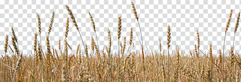 Spelt Emmer Durum Einkorn wheat Common wheat, wheat transparent background PNG clipart