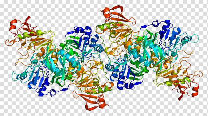 OXCT1 Gene Succinyl-CoA Enzyme Transferase, others transparent background PNG clipart