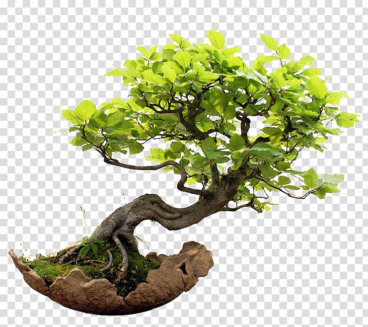 Weeping fig Indoor bonsai Golden Dewdrop Garden, bonsai transparent background PNG clipart