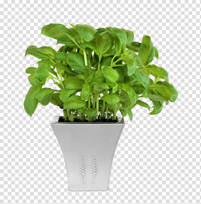 green leafed plant in white ceramic vase, Flowerpot Plant Cone Garden, Potted plants transparent background PNG clipart