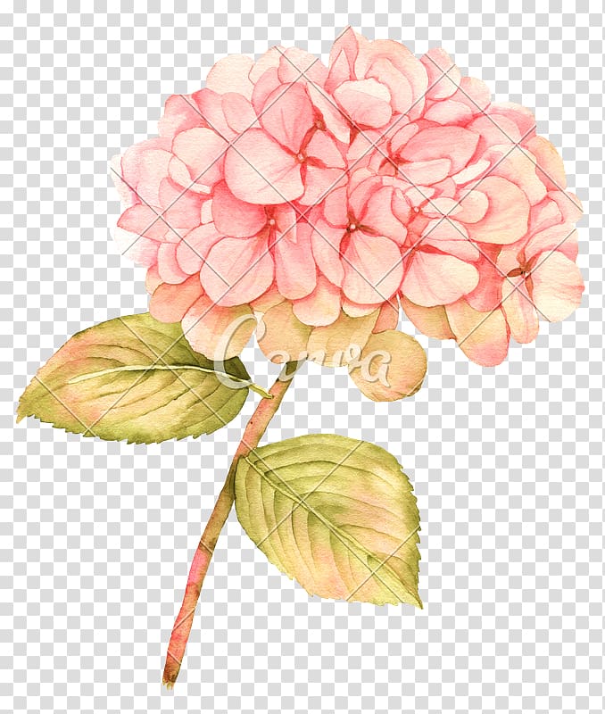 French hydrangea Watercolour Flowers Watercolor painting, hortensia transparent background PNG clipart