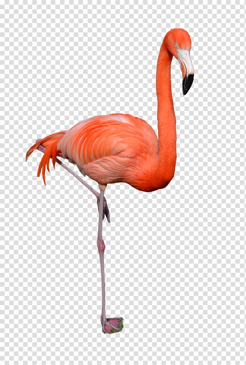 Flamingo , flamingo illustration transparent background PNG clipart