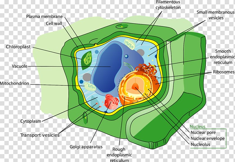 Plant cell Organelle Vacuole, plant transparent background PNG clipart