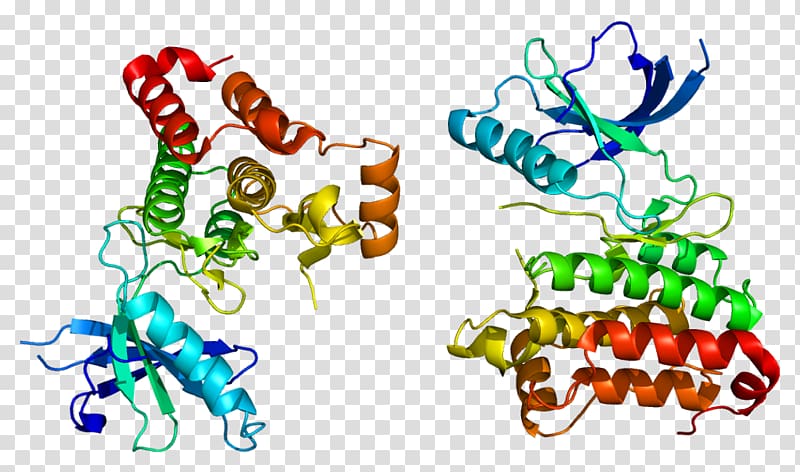 EPH receptor A2 Ephrin receptor Tyrosine kinase Protein, others transparent background PNG clipart