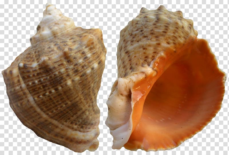 Seashell , Rapana Shell transparent background PNG clipart