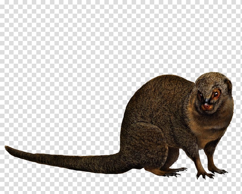 Hawaii Mongoose Animal Travellers\' Wildlife Guides Costa Rica Mammal, animals transparent background PNG clipart