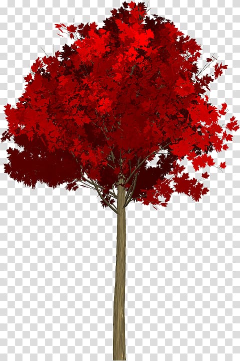 Maple leaf Red maple Acer japonicum Tree, tree transparent background PNG clipart