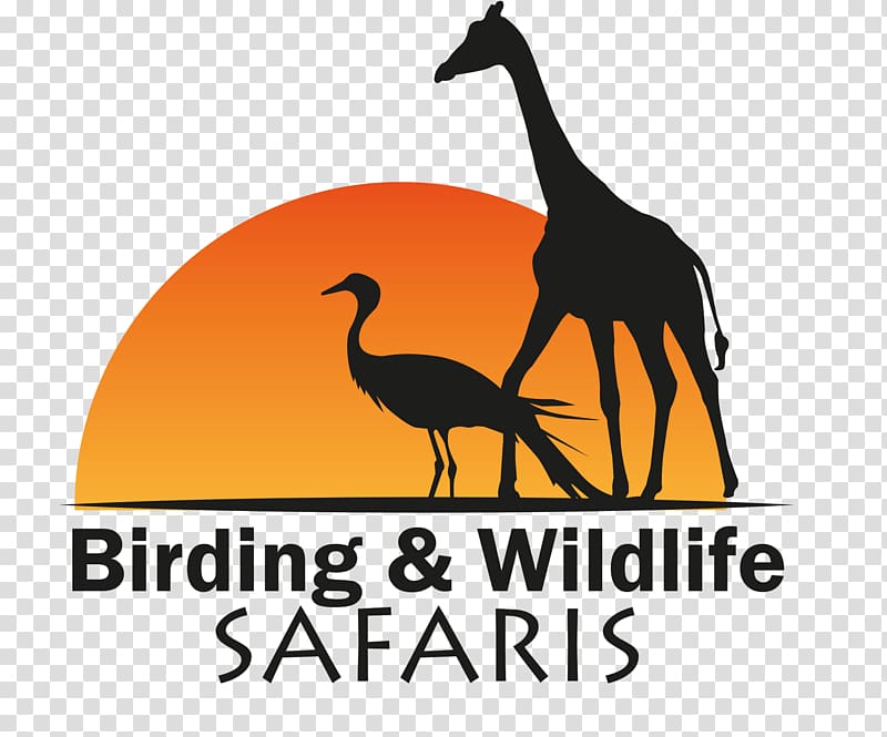 Birding and Wildlife Safaris Kruger National Park Water bird Birdwatching, Bird transparent background PNG clipart