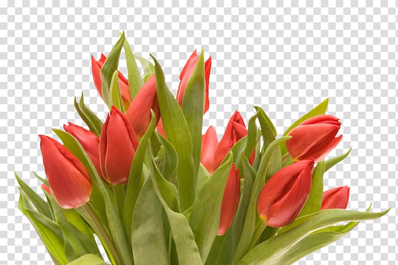 Flower bouquet Desktop Computer Icons, tulip transparent background PNG clipart