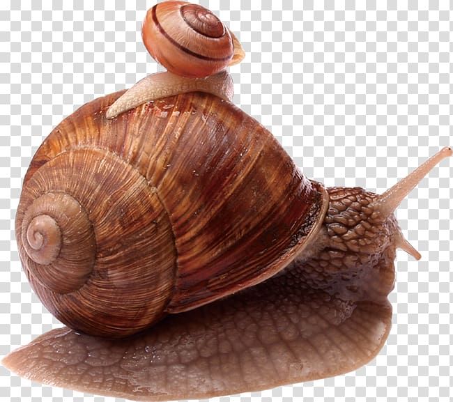 Snail Escargot Orthogastropoda, snails transparent background PNG clipart