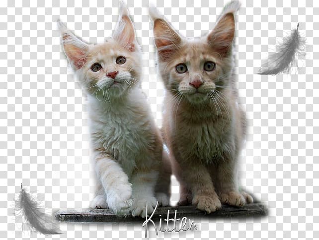 Kitten Maine Coon American Wirehair Javanese cat German Rex, maine coon cats black transparent background PNG clipart