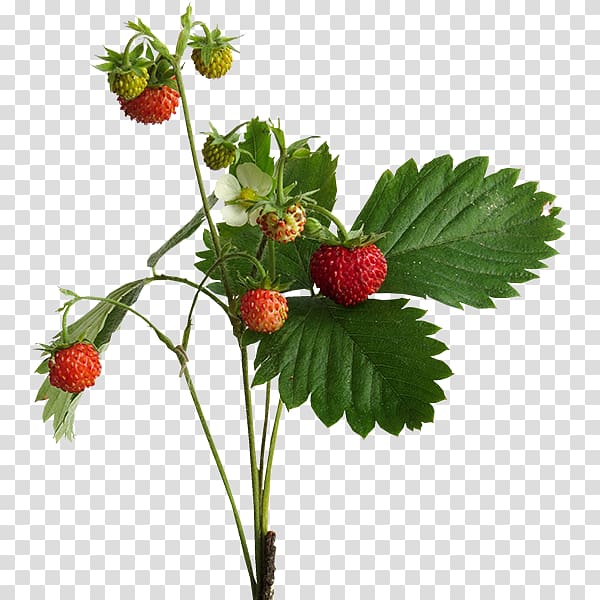 Strawberry West Indian Raspberry Loganberry, strawberry transparent background PNG clipart