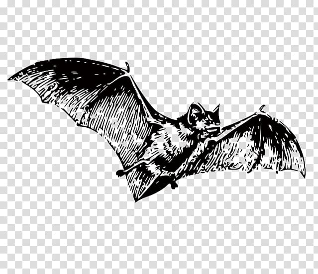 Bat Black and white , bat transparent background PNG clipart