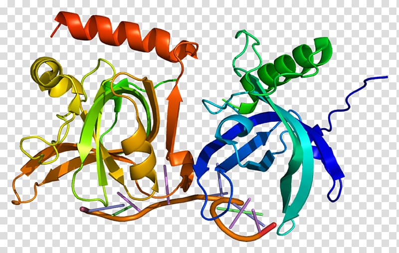 POT1 Telomere Protein Molecular biology Gene, Positivesense Singlestranded Rna Virus transparent background PNG clipart