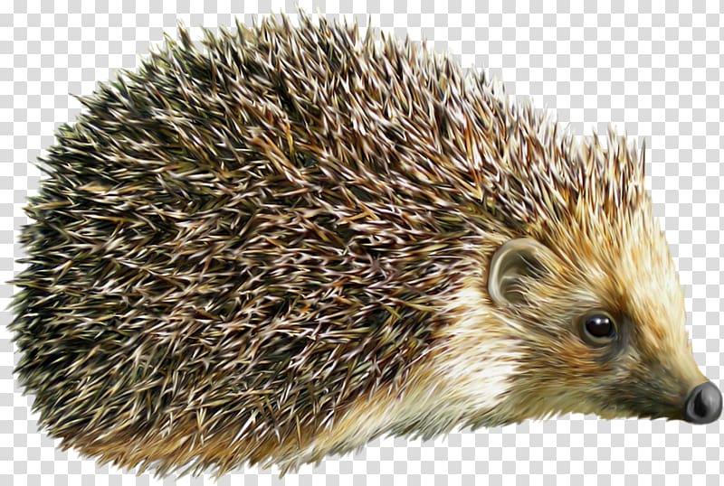 Hedgehog transparent background PNG clipart