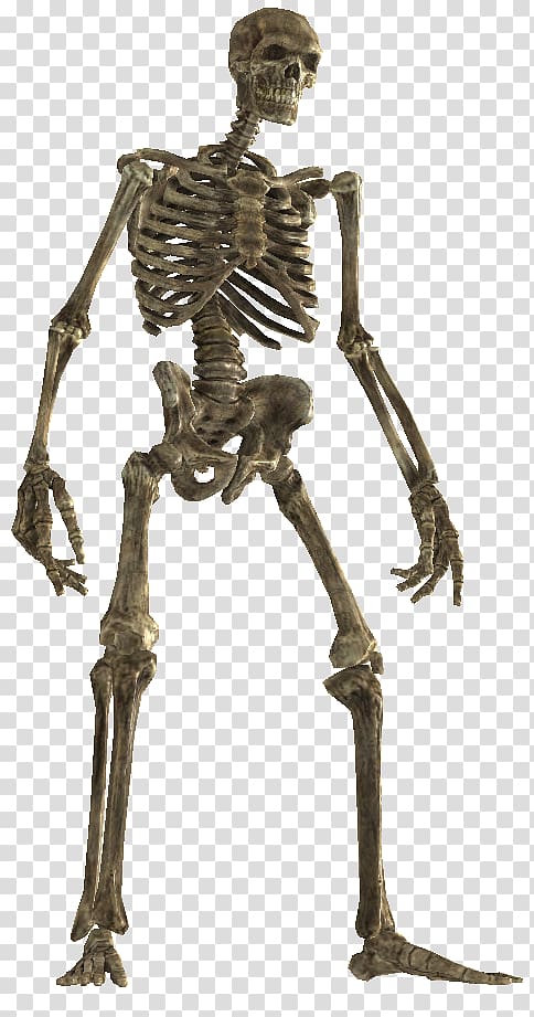 Skeleton The Elder Scrolls V: Skyrim Bone Wiki Classical sculpture, Skeleton transparent background PNG clipart