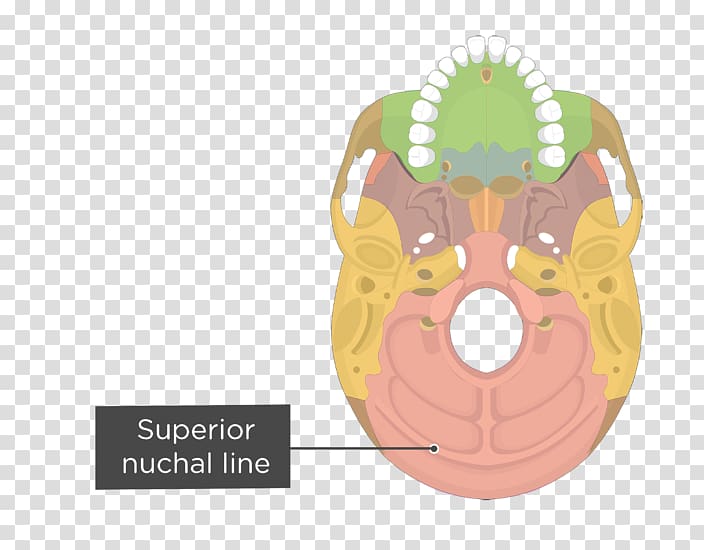 Pterygoid processes of the sphenoid Pterygoid hamulus Medial pterygoid muscle Lateral pterygoid muscle Sphenoid bone, skull transparent background PNG clipart