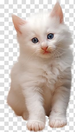 kitty transparent background PNG clipart