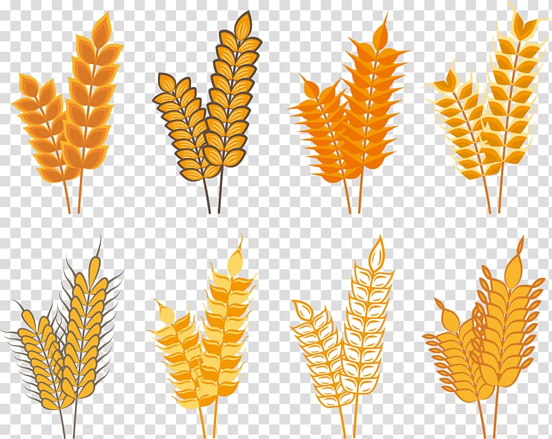 Oat Rice Cereal Icon, Golden autumn rice Icon transparent background PNG clipart