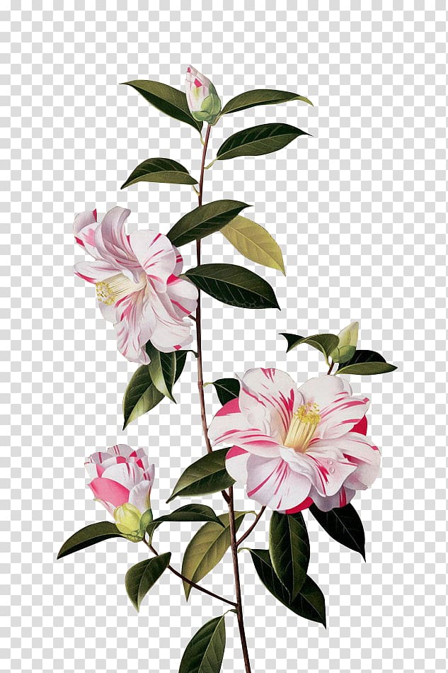 Floral design Flower Petal Pattern, Bright flowers transparent background PNG clipart