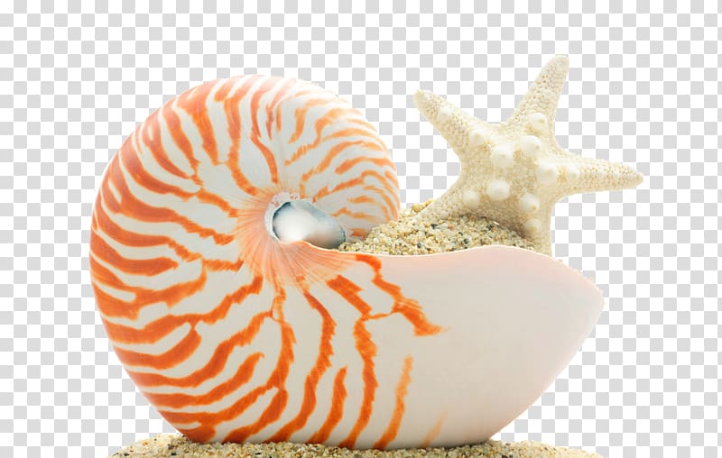 Seashell PIXTA Inc. Skateboard , conch transparent background PNG clipart