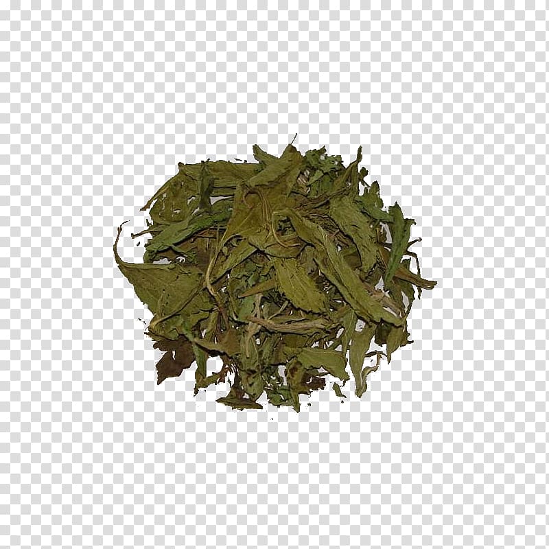 Green tea Candyleaf Stevia Herb, tea transparent background PNG clipart