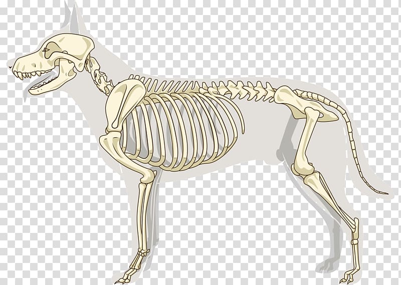 Italian Greyhound Joint Skeleton Bone, www of axial and