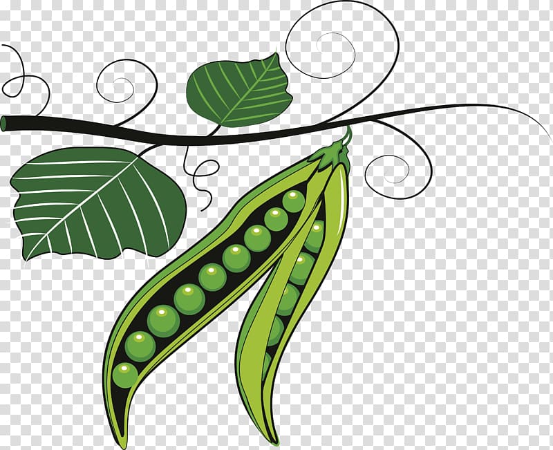 Fruit Pea Pulse , peas transparent background PNG clipart