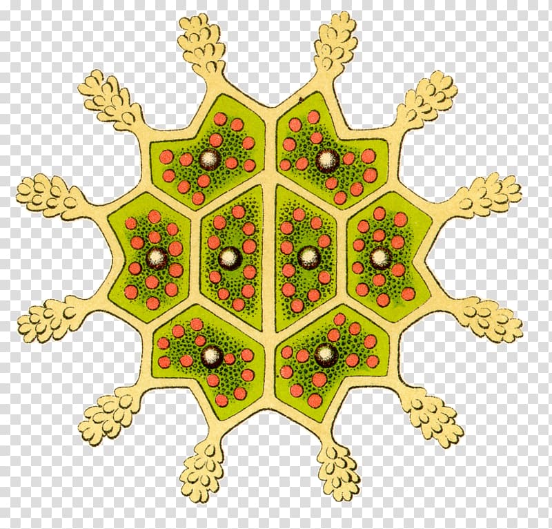 Art Forms in Nature Pediastrum Protozoa Biological illustration, microscope transparent background PNG clipart