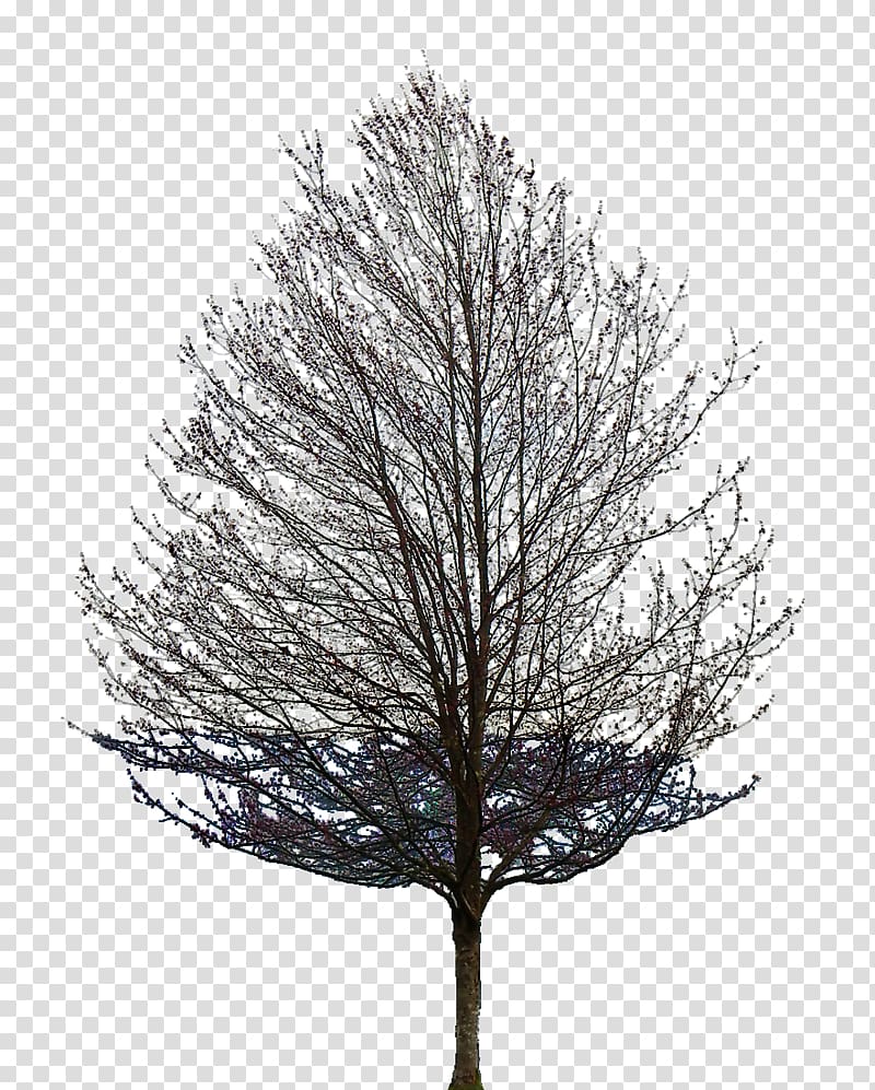 Tree Oak Tattoo Populus nigra Branch, tree transparent background PNG clipart