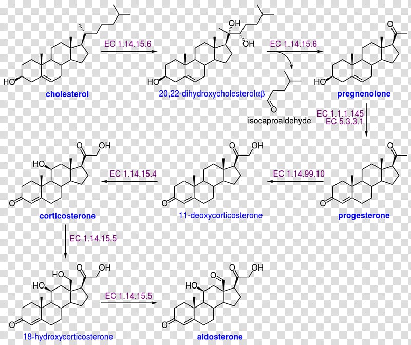 Aldosterone Cholesterol Biosynthesis Dehydroepiandrosterone sulfate, others transparent background PNG clipart