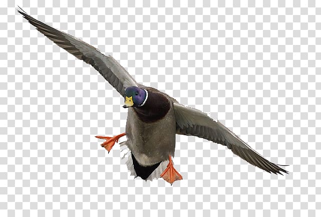 Duck Mallard Flight Feather, Mallard transparent background PNG clipart