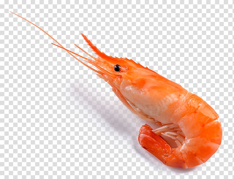 a prawn transparent background PNG clipart