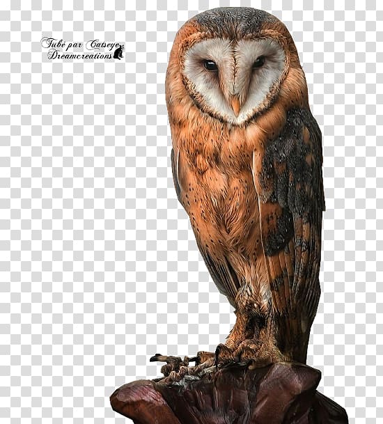 Tawny owl Bird Great Horned Owl Barn owl, owl transparent background PNG clipart
