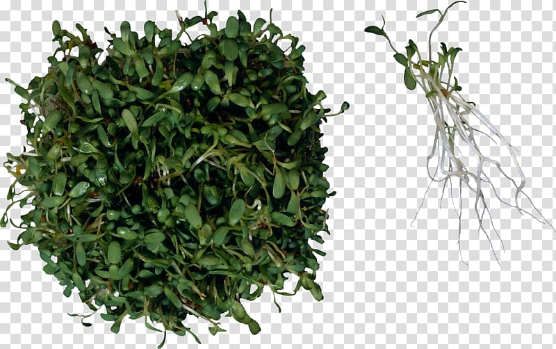 Sprouting Herb Food Salad Alfalfa, alfalfa transparent background PNG clipart