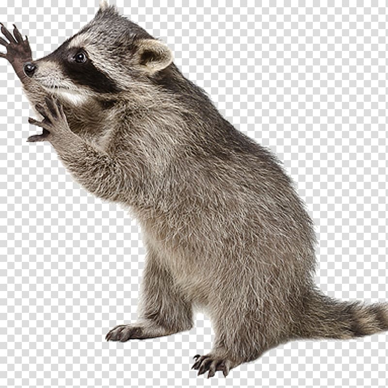 Raccoon Cat Viverrids , raccoon transparent background PNG clipart