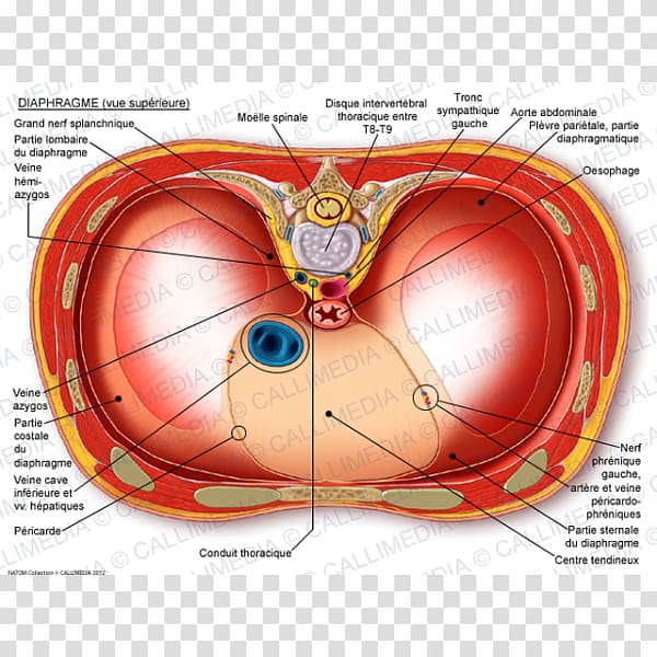 Thoracic diaphragm Anatomy Thorax Inferior vena cava Vein, Urogenital Diaphragm transparent background PNG clipart