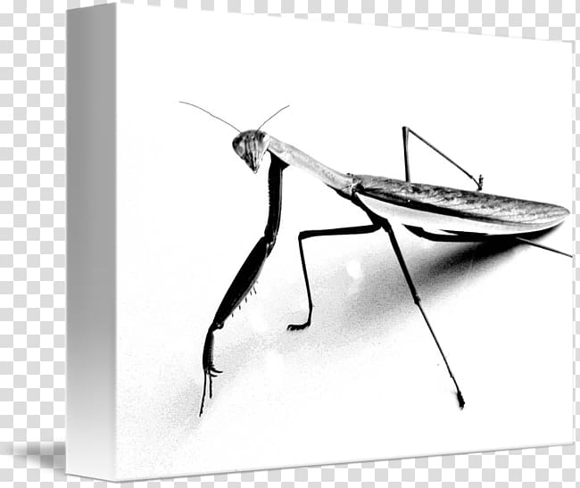 Mantis T-shirt Drawing Sketch, T-shirt transparent background PNG clipart