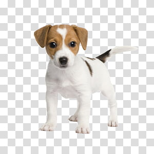 puppy transparent background PNG clipart thumbnail