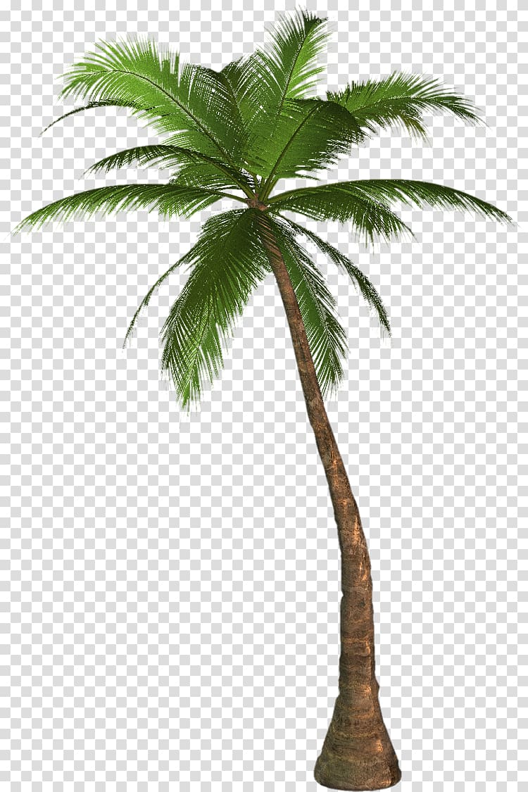 Arecaceae Desktop Tree , large coconut tree transparent background PNG clipart