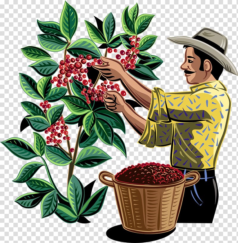 Coffee bean Plantation Drink, Coffee transparent background PNG clipart