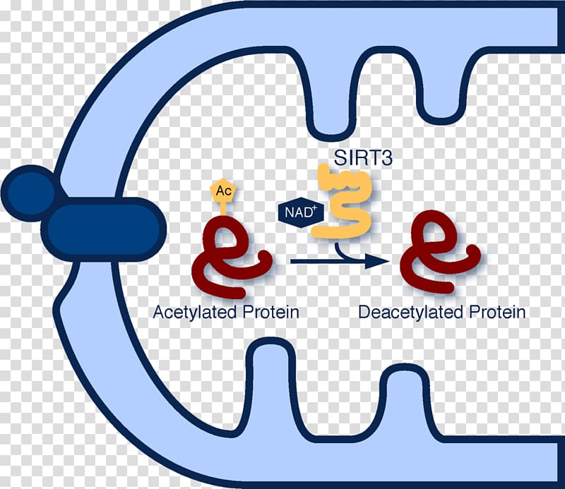 Acetylation Sirtuin 3 Protein deacetylase Sirtuin 1, others transparent background PNG clipart