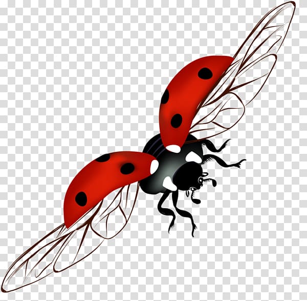 Ladybird beetle , coccinelle transparent background PNG clipart