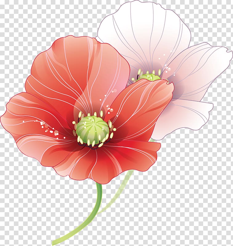 Blog Albom , Beautiful lotus transparent background PNG clipart