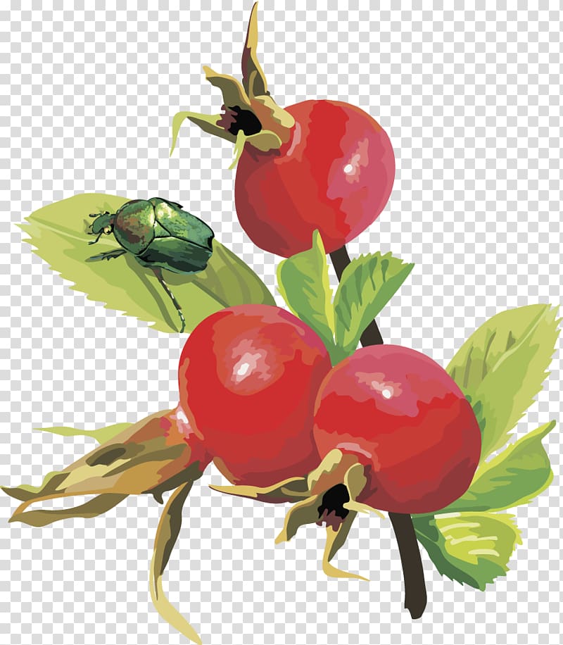 Frutti di bosco Euclidean Cherry Fruit, Pomegranate Fruit transparent background PNG clipart