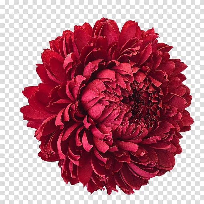 red dahlia , The Fine Art of Paper Flowers: A Guide to Making Beautiful and Lifelike Botanicals San Francisco Crxeape paper, Red flowers transparent background PNG clipart