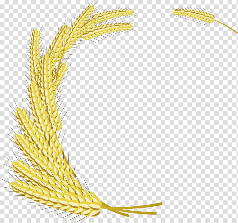 Emmer Rice, Decorative hand painted with wheat transparent background PNG clipart