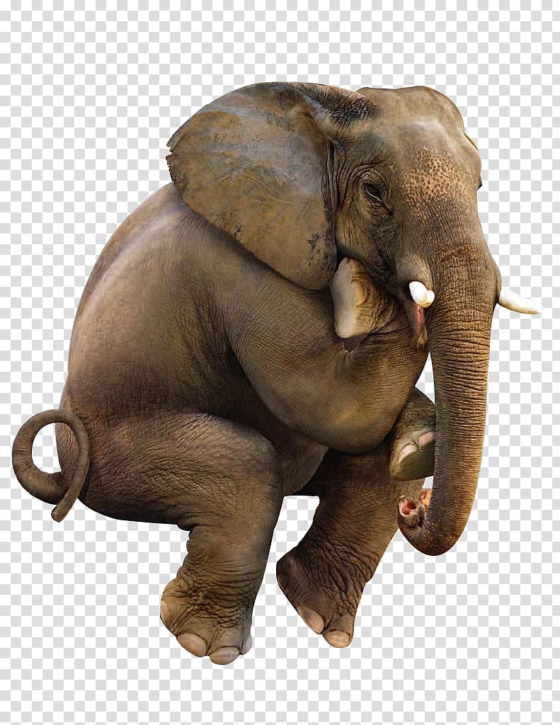 squatting animal elephant transparent background PNG clipart